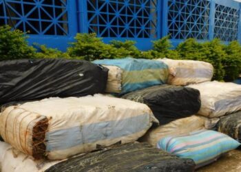 Kindia : saisie spectaculaire de 1 725 kg de chanvre indien