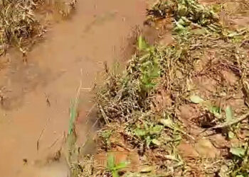 Mandiana : le cyanure empoisonne les rivières et menace les communautés