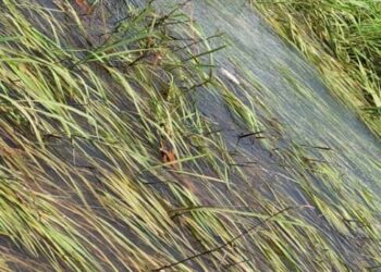 Mandiana (SMM) : inquiétudes autour d’une nouvelle pollution du fleuve Loïla