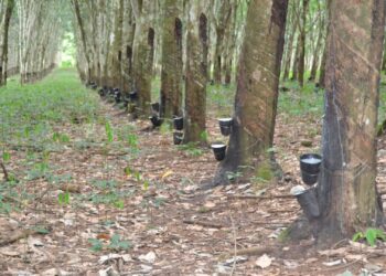 À Diécké, la voix des planteurs se lève contre le mutisme de la SOGUIPAH