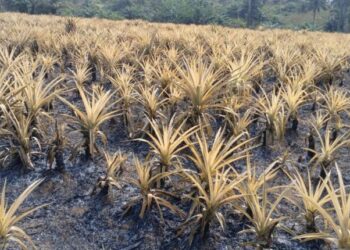 Kindia : un incendie détruit un champ d’ananas à Damankania