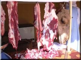 Viande de chameau : quand la science nutritionnelle rejoint les enseignements de l’islam