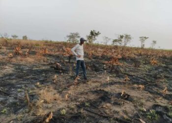 Forécariah : Une plantation d’anacardiers ravagée par un incendie à Senguelen