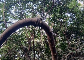 Tombolia: Un corps en état de putréfaction découvert dans la forêt de Dabompa