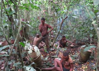 Forécariah : Un chasseur tué par balles de fusils de chasse
