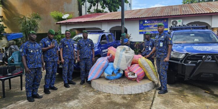 Guinée : 359 kg d’écailles de pangolin saisis par la Gendarmerie de l’Environnement