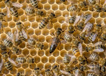 Dubréka : Un homme succombe à une attaque d’abeilles à Tanènè