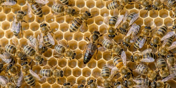Dubréka : Un homme succombe à une attaque d’abeilles à Tanènè