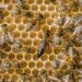 Dubréka : Un homme succombe à une attaque d’abeilles à Tanènè